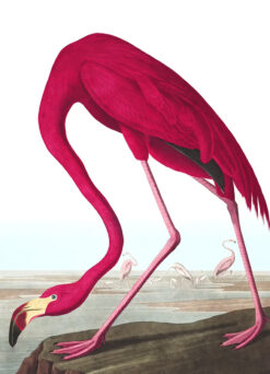 Pink Flamingo Coastal Print