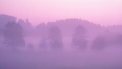 Pink Mist Morning