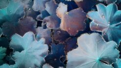 Frozen Petal Dreamscape