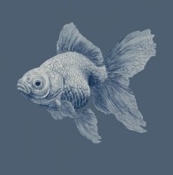 Steel Blue Goldfish