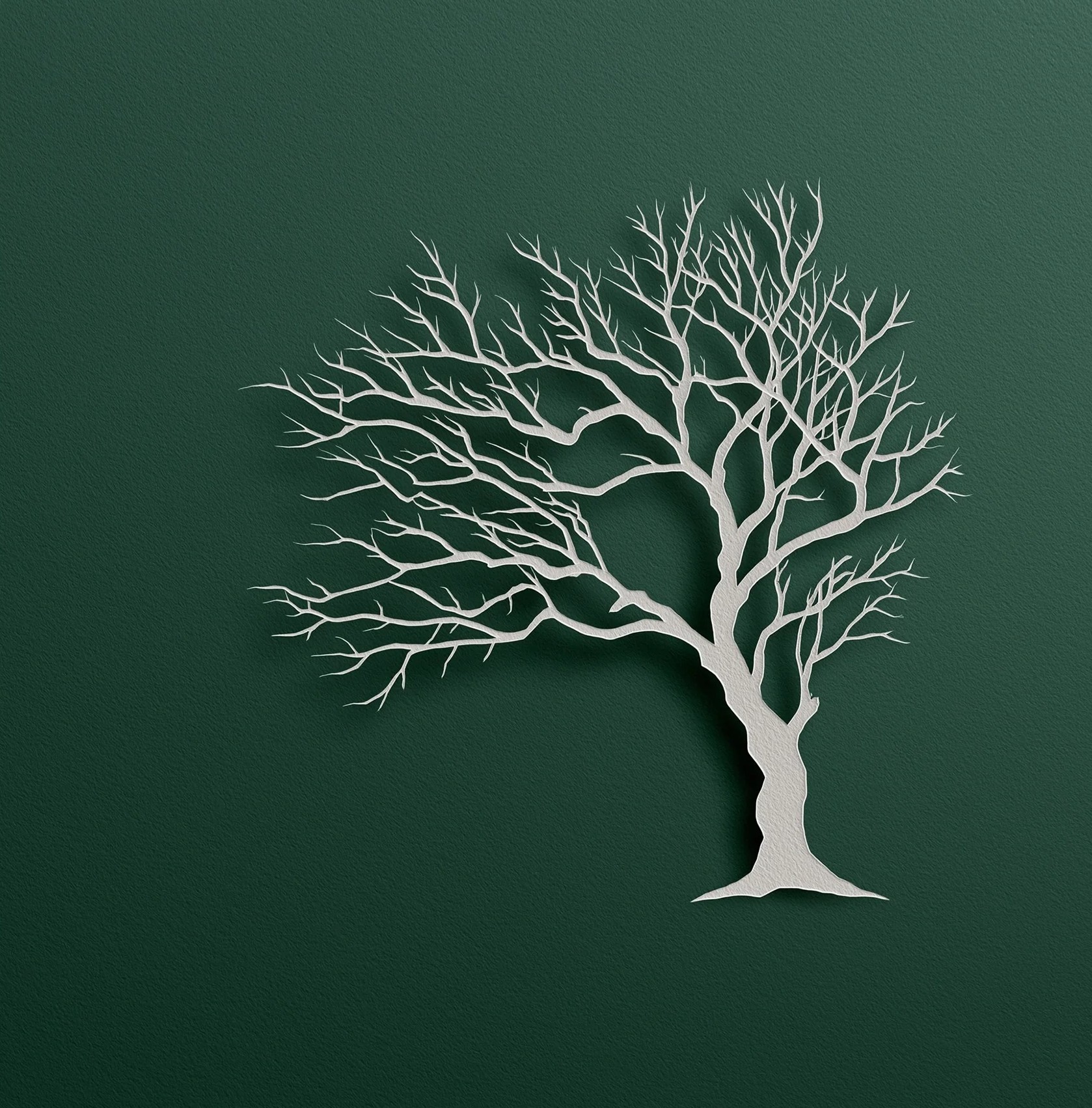 Windswept Winter Branches