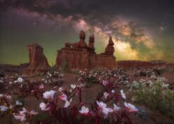 Milky Way Desert Bloom