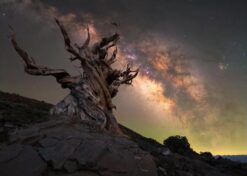 Ancient Tree Milky Way